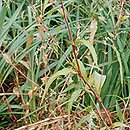 Polygonum hydropiper (rdest ostrogorzki)