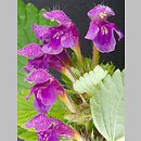 Galeopsis pubescens (poziewnik miękkowłosy)