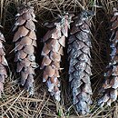 Pinus strobus (sosna amerykańska)