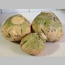 Brassica napus ssp. napobrassica (kapusta rzepak karpiel)