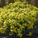 Aurinia saxatilis ssp. saxatilis (smagliczka skalna)