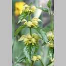 Galeobdolon argentatum