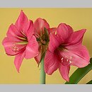 Hippeastrum (amarylis (ogr.))