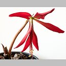 Sprekelia formosissima (sprekelia czerwona)