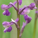 Orchis morio (storczyk samczy)