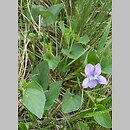 Viola canina s.str. (fiołek psi)