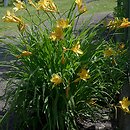 Hemerocallis flava (liliowiec żółty)