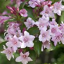 Weigela (krzewuszka)