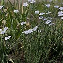 Linum perenne (len trwały)
