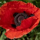 Papaver orientale (mak wschodni (ogr.))