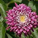 Tanacetum coccineum Super Duplex