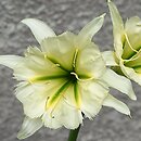 Ismene ×spofforthiae