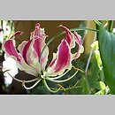 Gloriosa rothschildiana (glorioza Rotszylda)