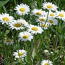 Leucanthemum vulgare agg. (jastrun właściwy agg.)