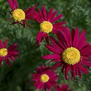 Tanacetum coccineum (wrotycz różowy)