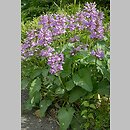 Stachys densiflora (czyściec gęstokwiatowy)