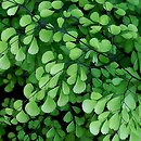 Adiantum venustum (niekropień wdzięczny)