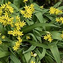 Allium moly (czosnek południowy)