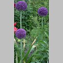 Allium giganteum (czosnek olbrzymi)