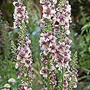 Verbascum (dziewanna)