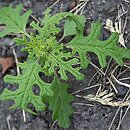 Dysphania schraderiana (komosa śmierdząca)