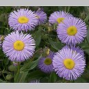 Erigeron speciosus (przymiotno okazałe)