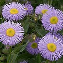 Erigeron (przymiotno)