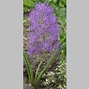 Muscari comosum Plumosum