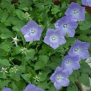 Campanula (dzwonek)