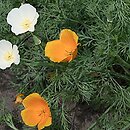 Eschscholzia californica (pozłotka kalifornijska)