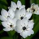 Ornithogalum arabicum (śniedek arabski)