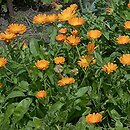 Calendula (nagietek)