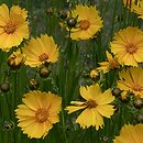Coreopsis (nachyłek)