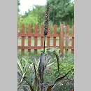 Pennisetum (rozplenica)