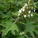 Hydrangea quercifolia (hortensja dębolistna)
