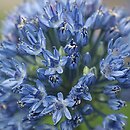 Allium caeruleum (czosnek błękitny)