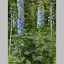 Delphinium ×cultorum (ostróżka ogrodowa)