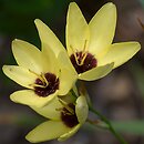Ixia (iksja)