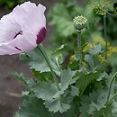 Papaver somniferum (mak lekarski)