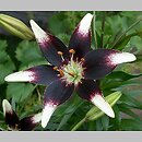 Lilium Netty's Pride