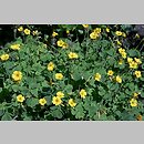 Oxalis valdiviensis (szczawik żółty (ogrodowy))