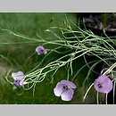 Calochortus