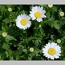 Mauranthemum paludosum (złocień karłowy (maurantemum))