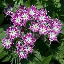 Phlox drummondii (floks Drummonda)