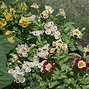 Mimulus ×hybridus (kroplik tygrysi)