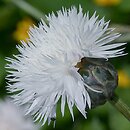chabry (Centaurea) w ogrodzie