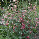 Clarkia unguiculata (dzierotka wytworna)
