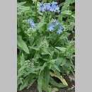 Anchusa capensis (farbownik przylądkowy)