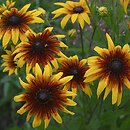 Rudbeckia hirta (rudbekia owłosiona)