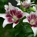 Lilium Dot.com